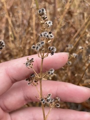Galium angustifolium
