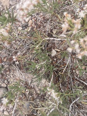 Eriogonum pulchrum