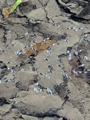 Macrogyrus darlingtoni