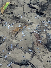 Macrogyrus darlingtoni