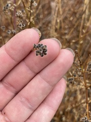 Galium angustifolium
