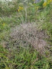 Baptisia sphaerocarpa
