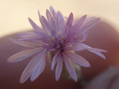 Lessingia leptoclada