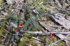 Gompholobium ecostatum