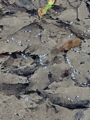 Macrogyrus darlingtoni