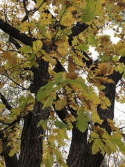 Quercus macrocarpa