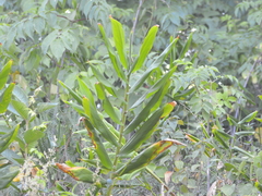Zingiberaceae