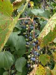 Vitis riparia