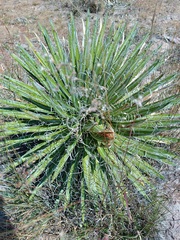Agave schidigera