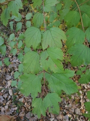 Viburnum opulus americanum