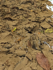 Macrogyrus darlingtoni