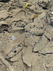 Macrogyrus darlingtoni