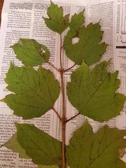 Viburnum opulus americanum