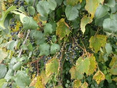 Vitis riparia