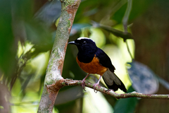 Copsychus stricklandii stricklandii