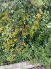 Vitis riparia