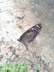 Euploea mulciber