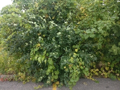 Vitis riparia
