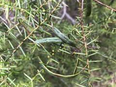 Acacia rupicola