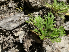 Selaginella tamariscina