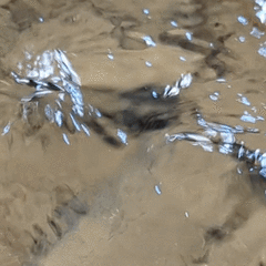 Macrogyrus darlingtoni