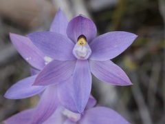 Thelymitra graminea