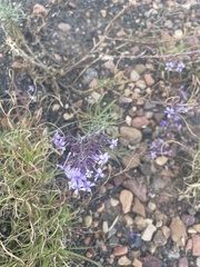 Ipomopsis multiflora