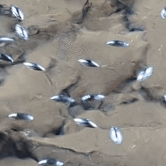 Macrogyrus darlingtoni