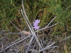 Thelymitra graminea