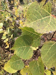 Populus tremuloides