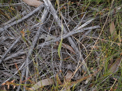 Thelymitra graminea