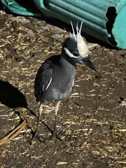 Nyctanassa violacea pauper