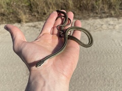 Thamnophis saurita