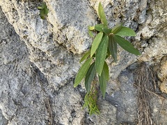 Boehmeria densiflora