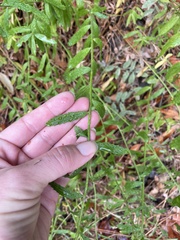 Baccharis plummerae plummerae
