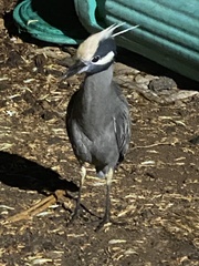 Nyctanassa violacea pauper