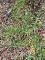 Baccharis plummerae plummerae