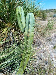 Myrtillocactus geometrizans