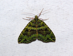 Spargania flavolimbarioides