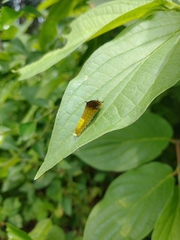 Graphium agamemnon
