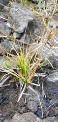 Carex viridula