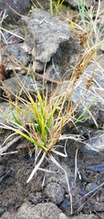 Carex viridula
