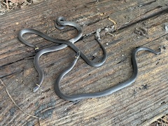 Diadophis punctatus punctatus