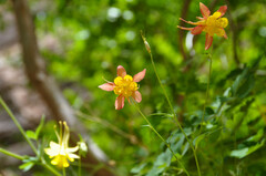 Aquilegia formosa