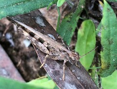 Chortoicetes terminifera