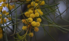 Acacia rigens