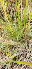 Carex viridula