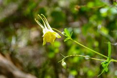Aquilegia chrysantha