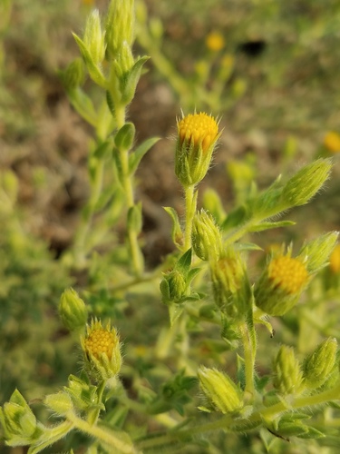 Oregon false goldenaster (Heterotheca oregona var. oregona)