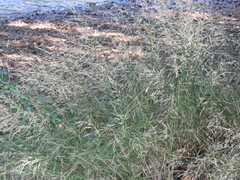 Eragrostis lehmanniana